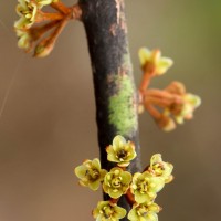 Actinodaphne molochina Nees